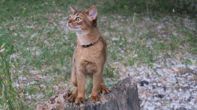 阿比西尼亚猫高清桌面壁纸