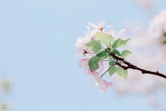 唯美花海写真图片