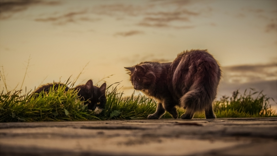 黄昏草丛间的两只黑猫