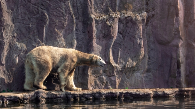阳光户外自然山峰野生白色北极熊