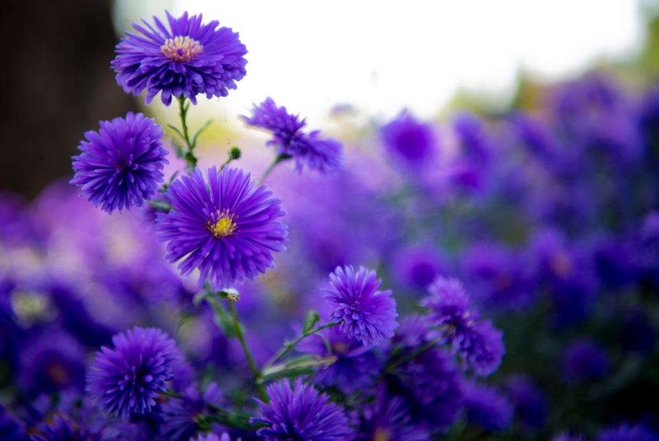 背景虚幻盛开的紫色荷兰菊植物摄影