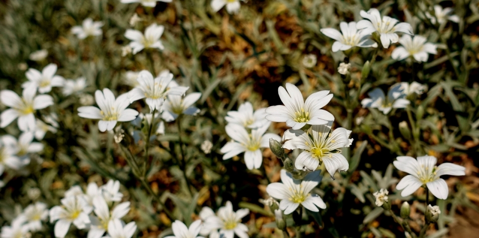 阳光户外自然绿色叶子白色花朵植物