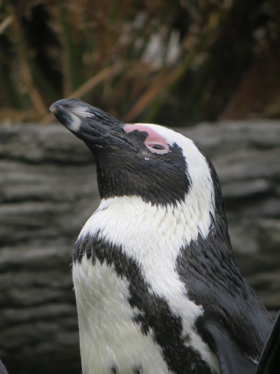 大树前的非洲斑嘴环企鹅动物特写