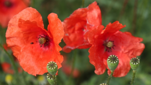 罂粟花无水印电脑桌面高清壁纸图片