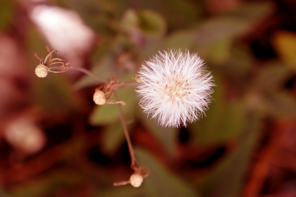 白色蒲公英植物摄影