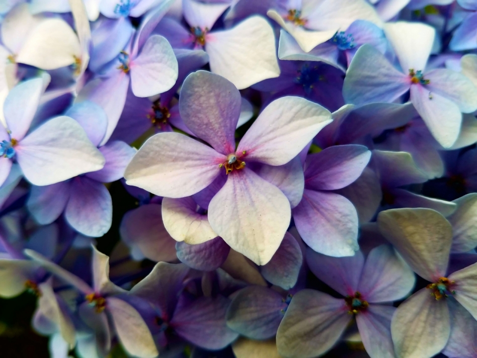 近距户外自然紫色花朵绣球花美丽植物