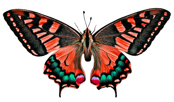 橘色黑色炫丽彩色花纹蝴蝶摄影