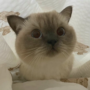 妖娆小猫咪写真图片