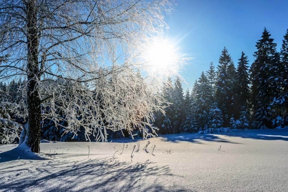 蓝色天空阳光下冬天寒冷雪后自然树林