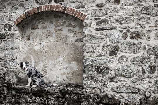 街边破旧墙壁蹲坐斑点小狗街拍