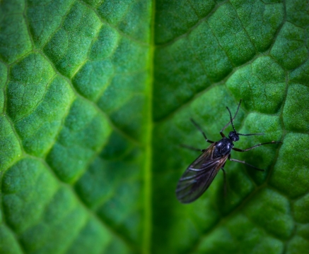 绿叶虫子绿色护眼高清
