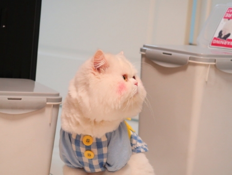 可爱小猫喵星人写真图片