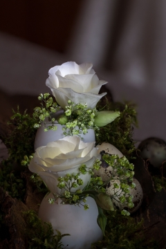 虚化背景室内自然白色玫瑰花朵鸟蛋