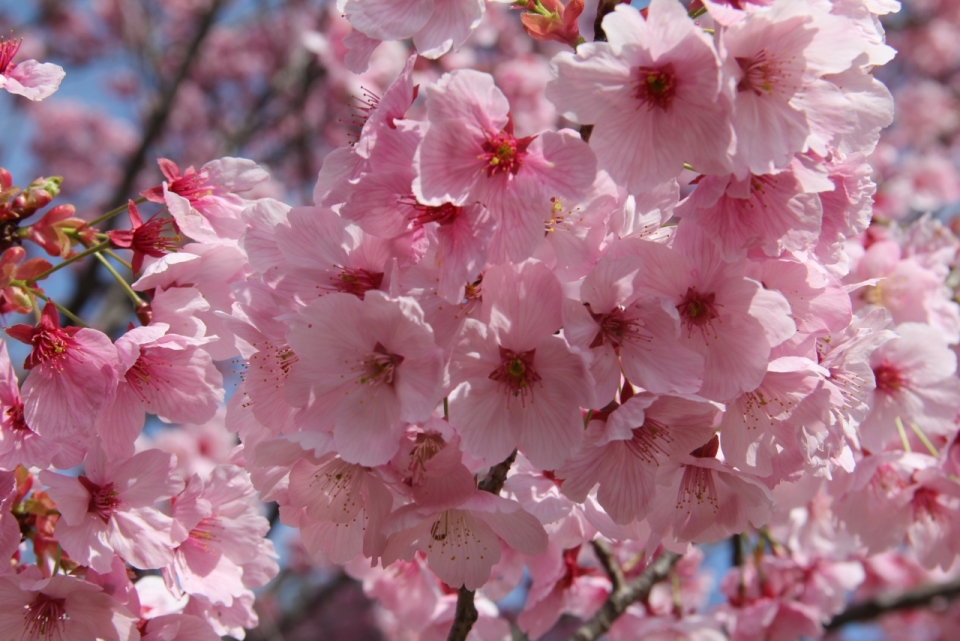 虚化背景蓝色天空树枝上粉色花朵樱花
