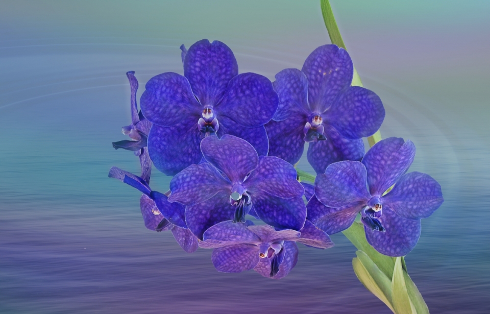 海面背景绿色叶子紫色花朵自然植物