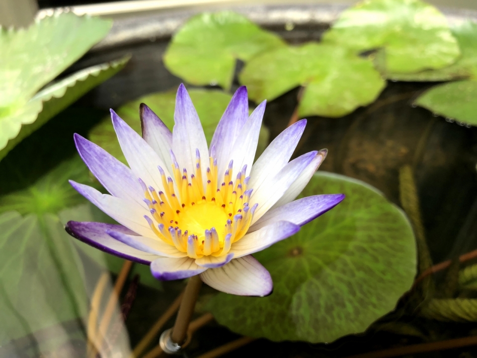 园林池塘淡紫色睡莲清新特写