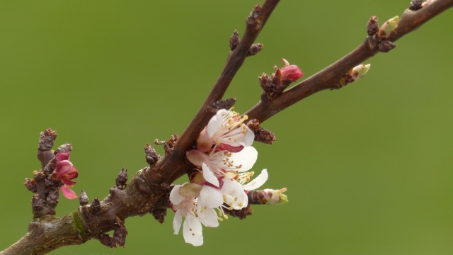 虚化背景自然户外树木树枝粉色花朵