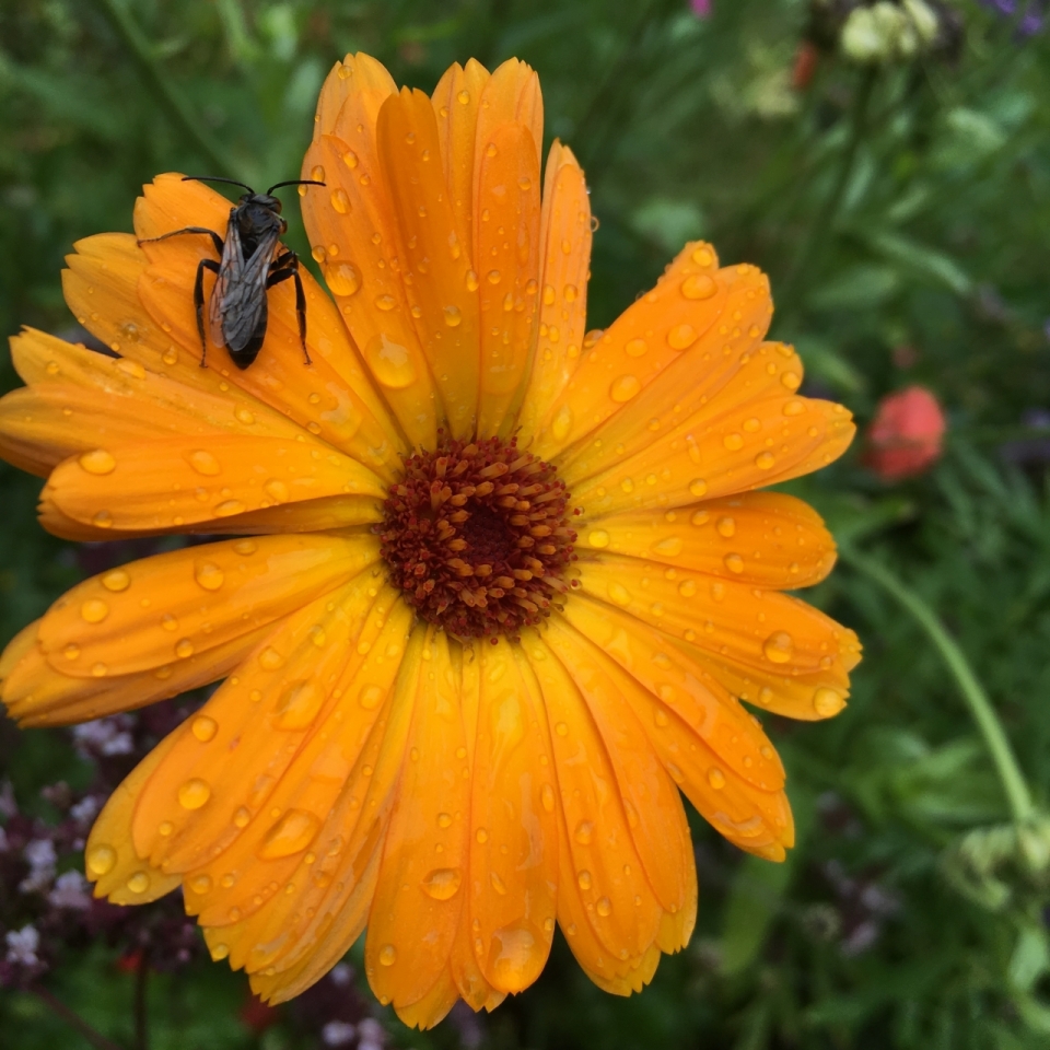微距摄影_户外自然橙色花朵植物上苍蝇