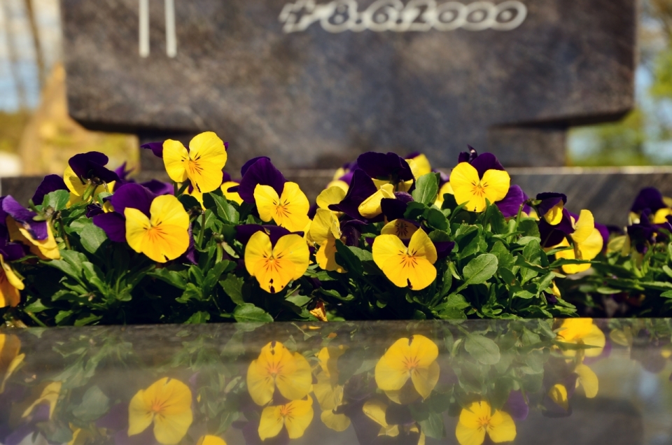 墓碑前黄色紫色花朵自然绿叶植物