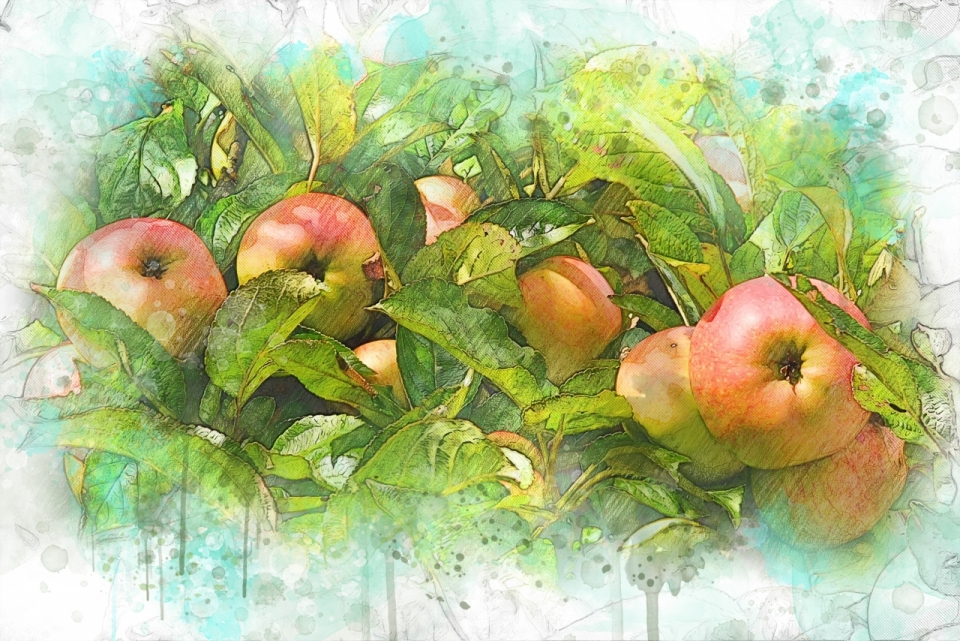 长满苹果的绿叶树枝手绘插画