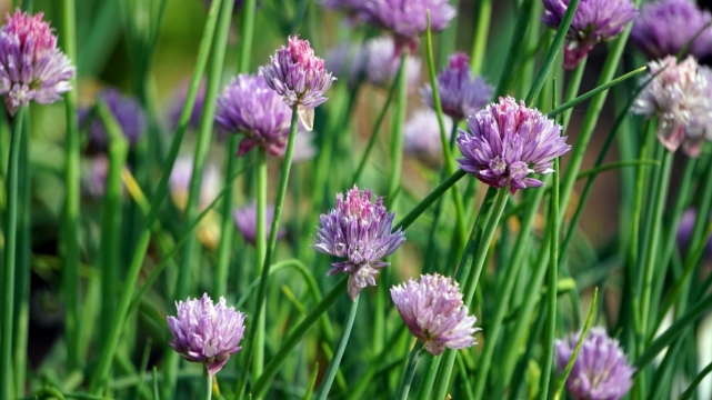 虚化背景自然紫色花朵绿色枝干植物