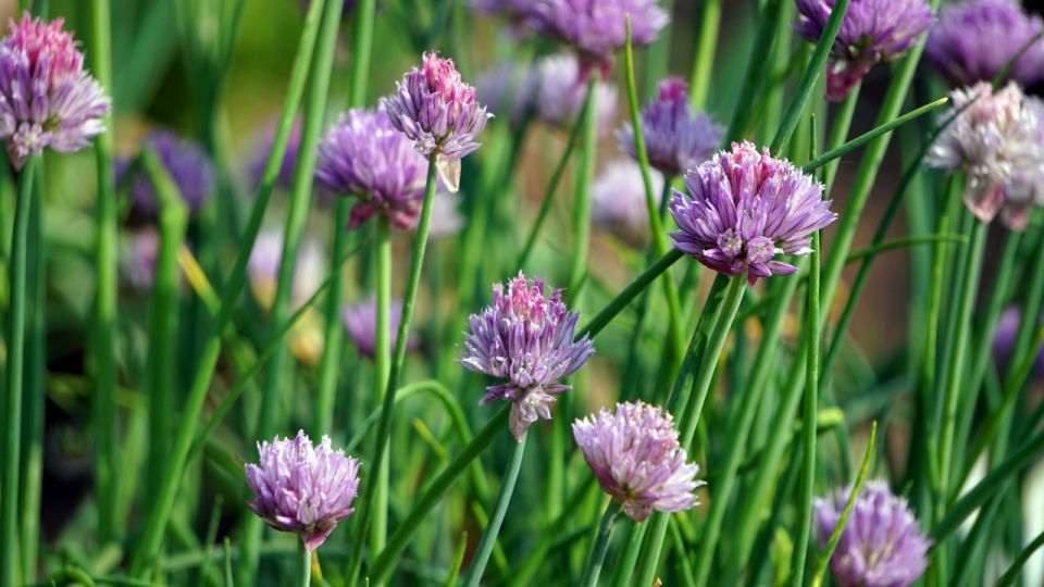 虚化背景自然紫色花朵绿色枝干植物
