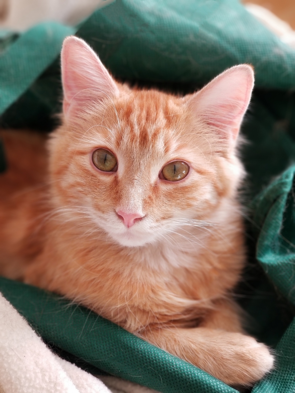 室内绿色毛毯中黄色可爱宠物猫