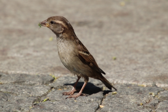 阳光城市街道地面麻雀鸟类动物