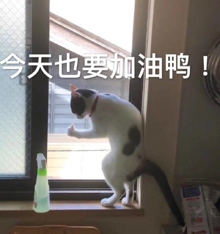 可可爱爱小猫咪写真图片