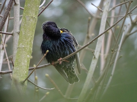 虚化户外背景自然树枝蓝色鸟类背面