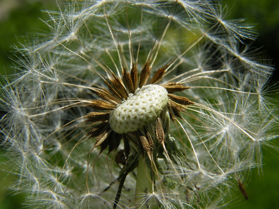 阳光下蒲公英植物微距摄影