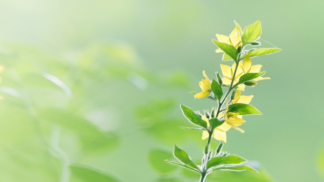清新绿色护眼花草自然风光高清桌面壁纸
