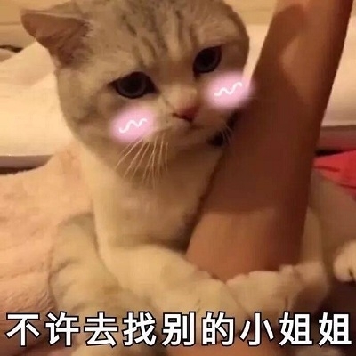 可可爱爱小猫咪写真图片