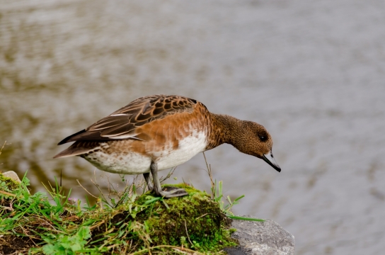 水流旁站在岸边眺望的鸭子