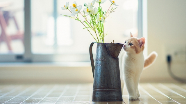 萌宠小猫喵星人高清桌面壁纸