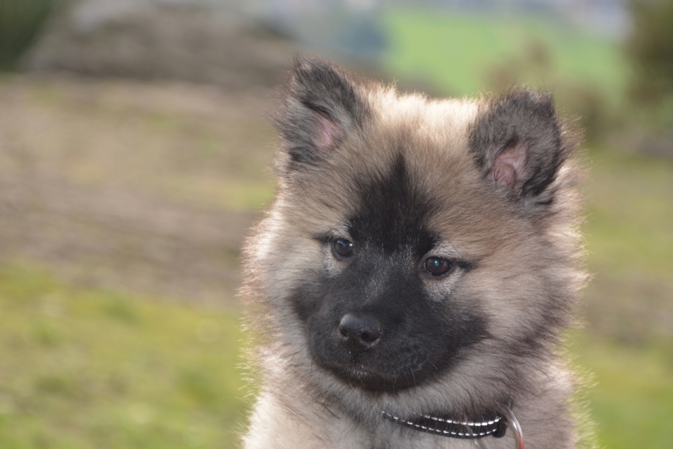 可爱雪橇犬幼崽的正面脸部摄影