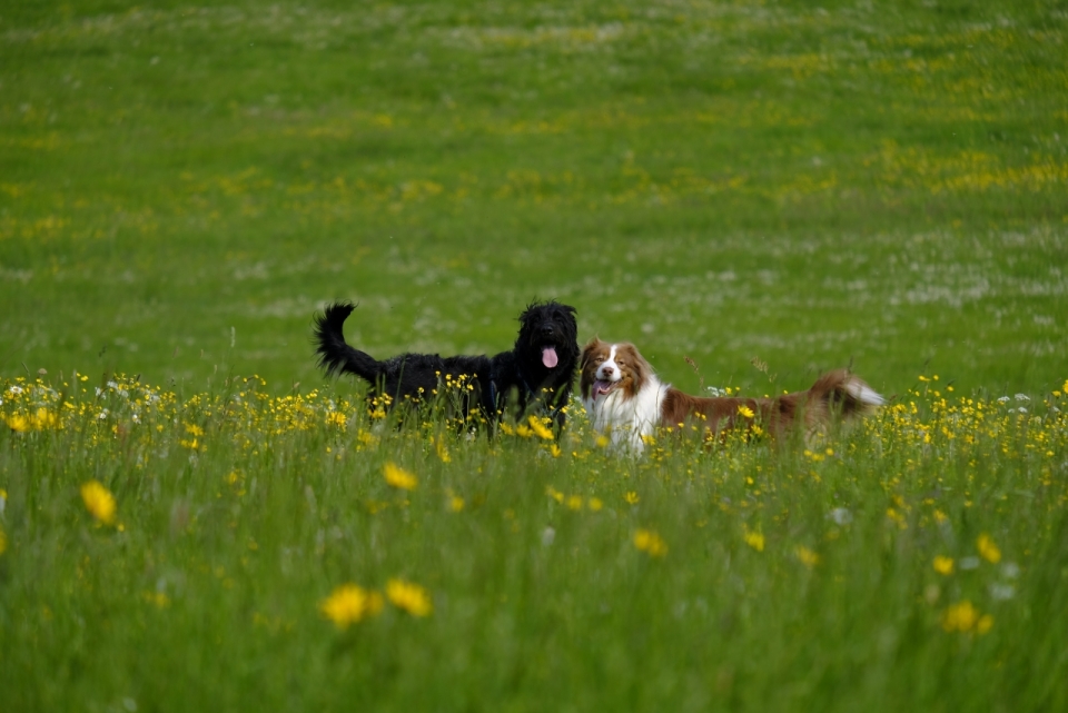 自然黄色花朵植物草坪可爱宠物狗
