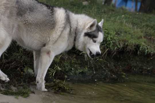 正在流口水的孤狼凶恶眼神特写