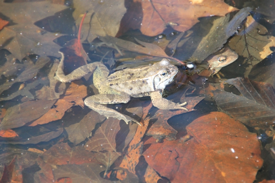 池塘落叶上的青蛙两栖动物摄影