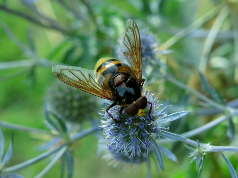 微距摄影_户外给花朵植物授粉黄色蜜蜂