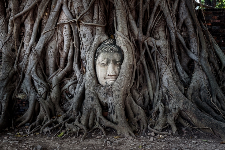 被树干缠绕住的佛祖头像