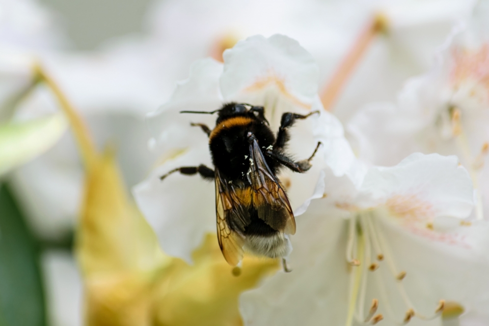 花朵上辛勤采蜜的小蜜蜂近景特写