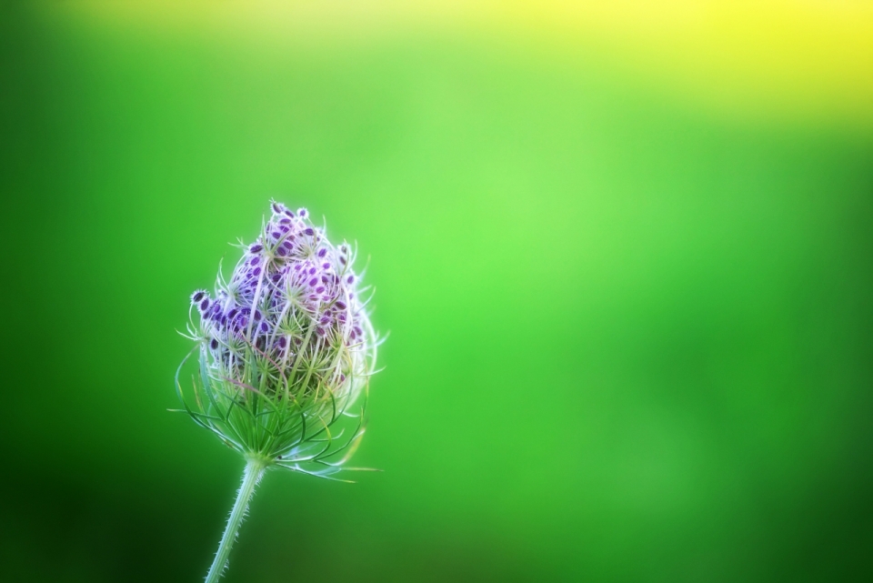 虚化背景自然户外紫色花朵植物