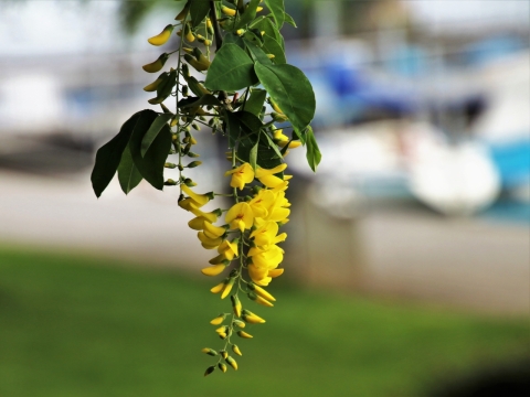 虚化背景户外黄色花朵绿色叶子自然植物