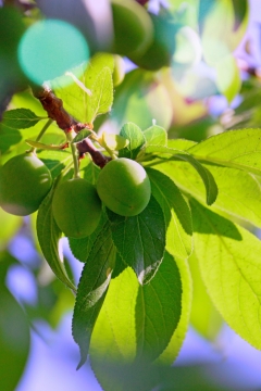 虚化背景蓝色天空树木树枝绿色树叶果实