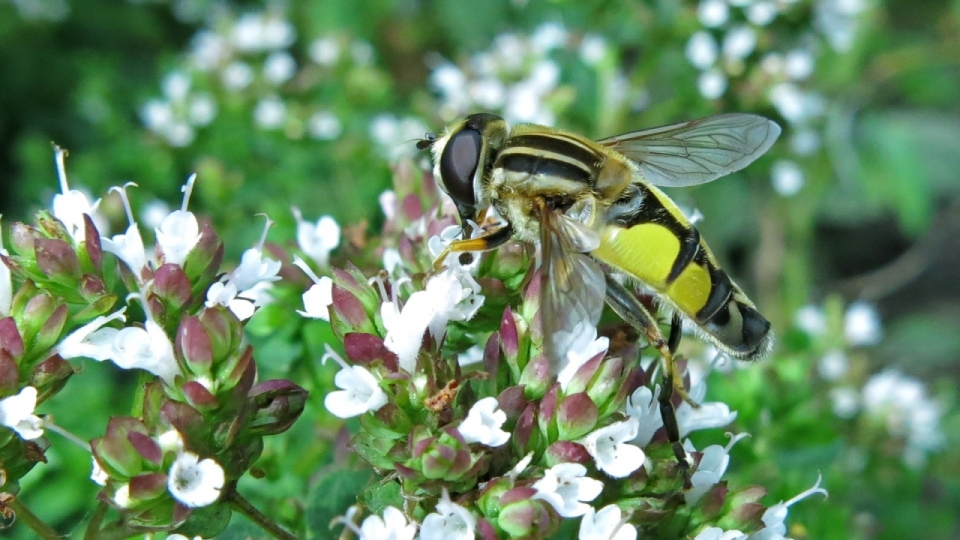 微距摄影_白色花朵绿色叶子自然植物上彩色昆虫
