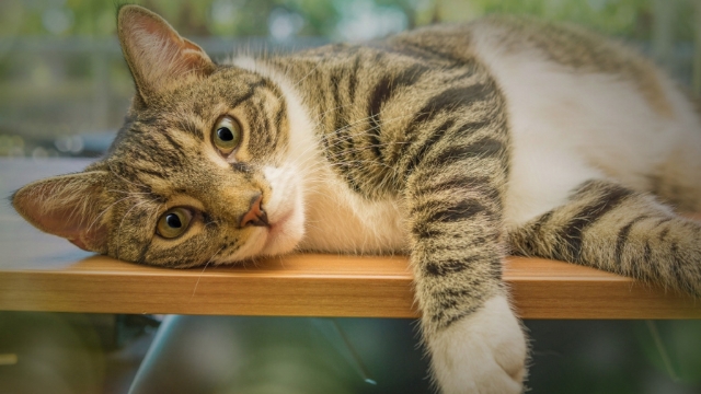 虎斑猫电脑桌面高清壁纸无水印图片