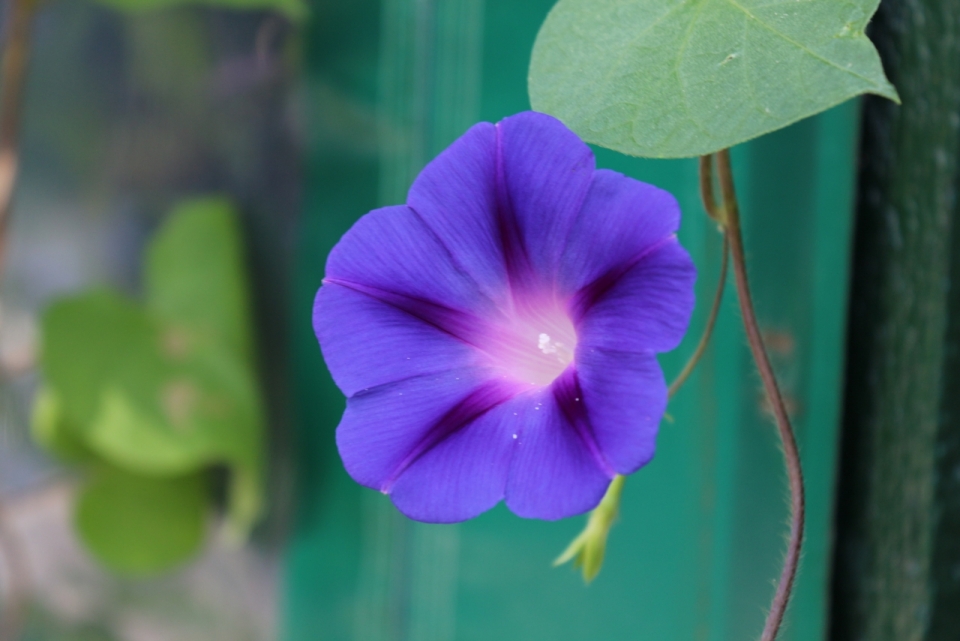 虚化背景户外紫色花朵牵牛花自然植物