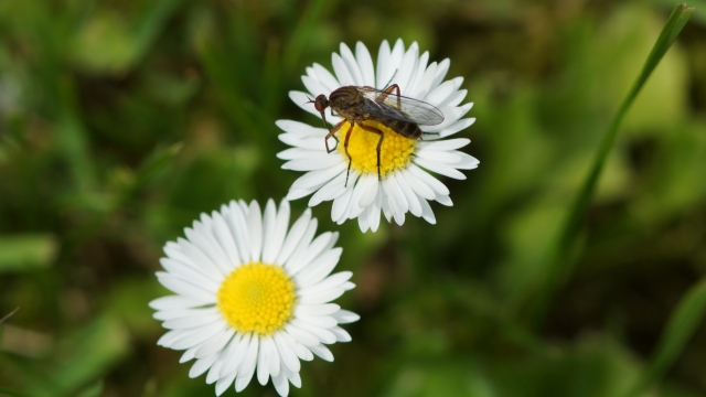 户外自然白色花朵植物黑色昆虫