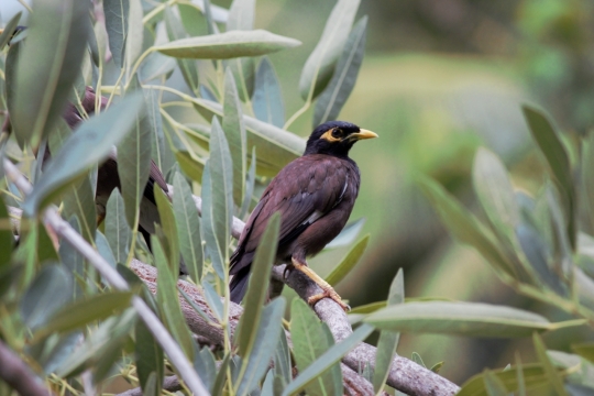 绿色树叶中枝干上黑色羽毛小鸟
